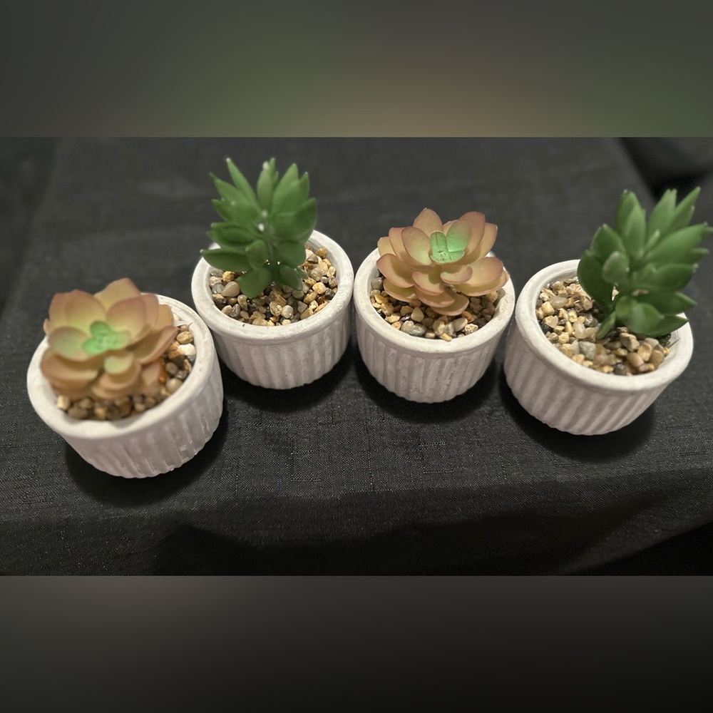 Rustic Planters w/ Succulents (Set of 4)